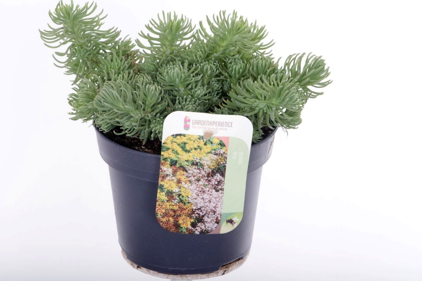 Sedum album mix 20cm 13cm Pot