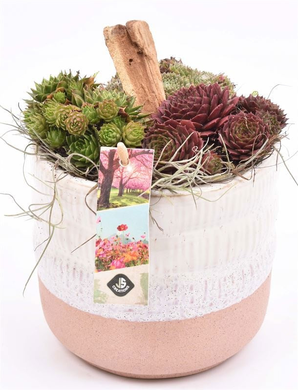 arr. Sempervivum 14cm Pot