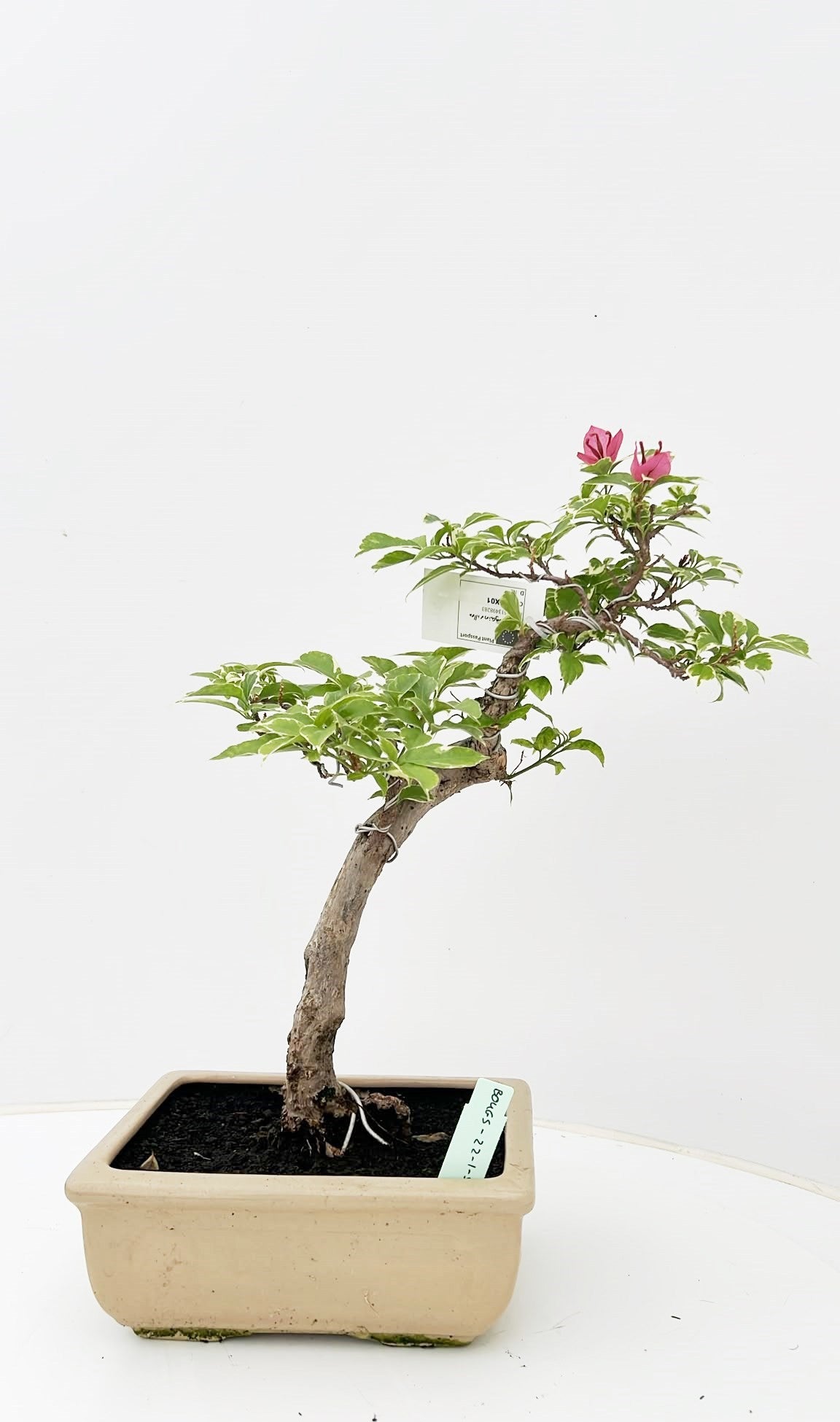 Bonsai Mix 50cm 22cm Pot
