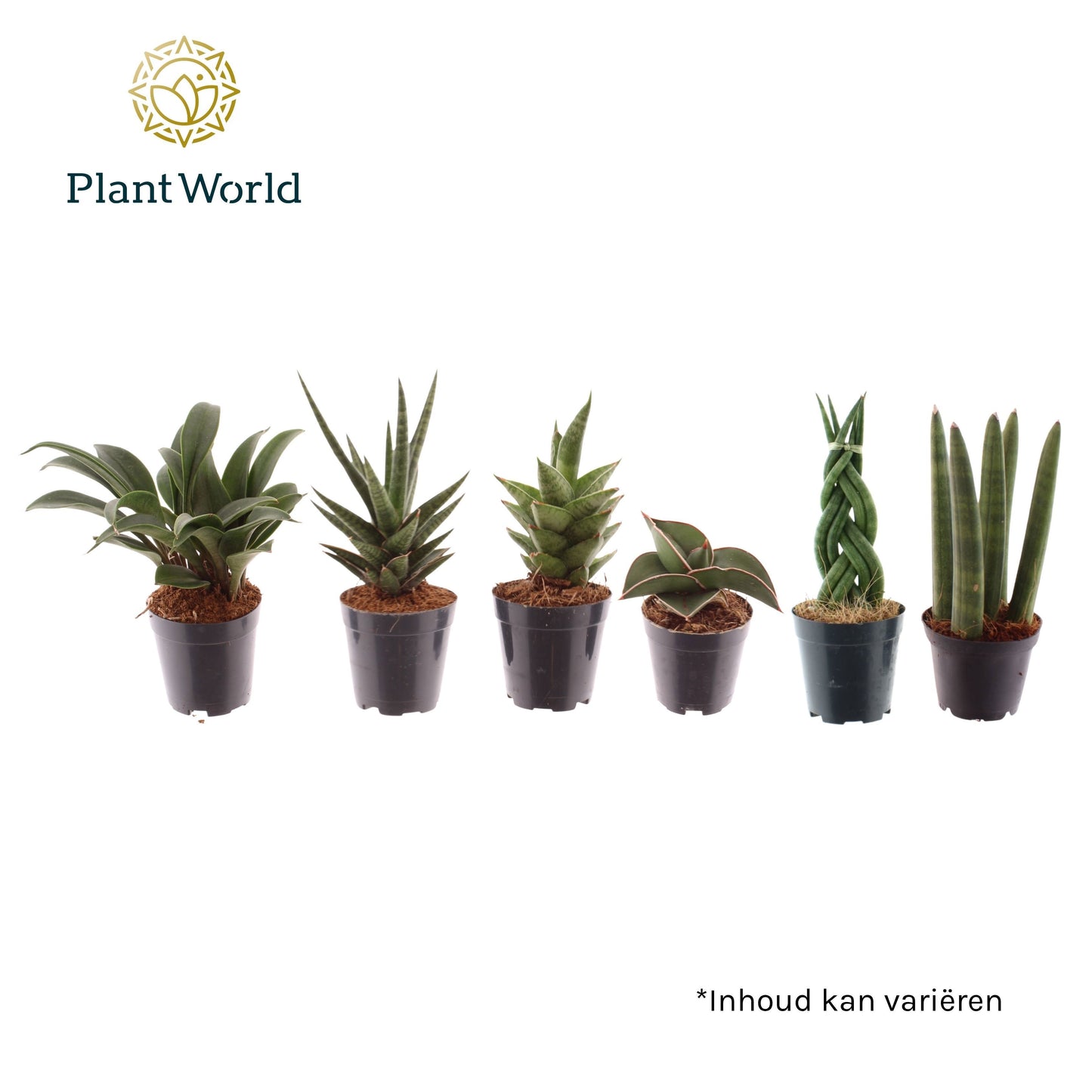 Sansevieria cylindrica 10cm 6cm Pot