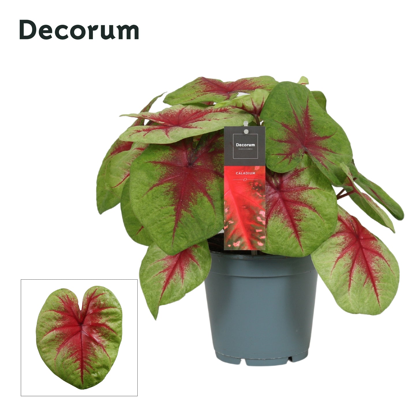 Vreugdenhil Bulbs & Plants Caladium 'Lemon Blush' Pack of 6
