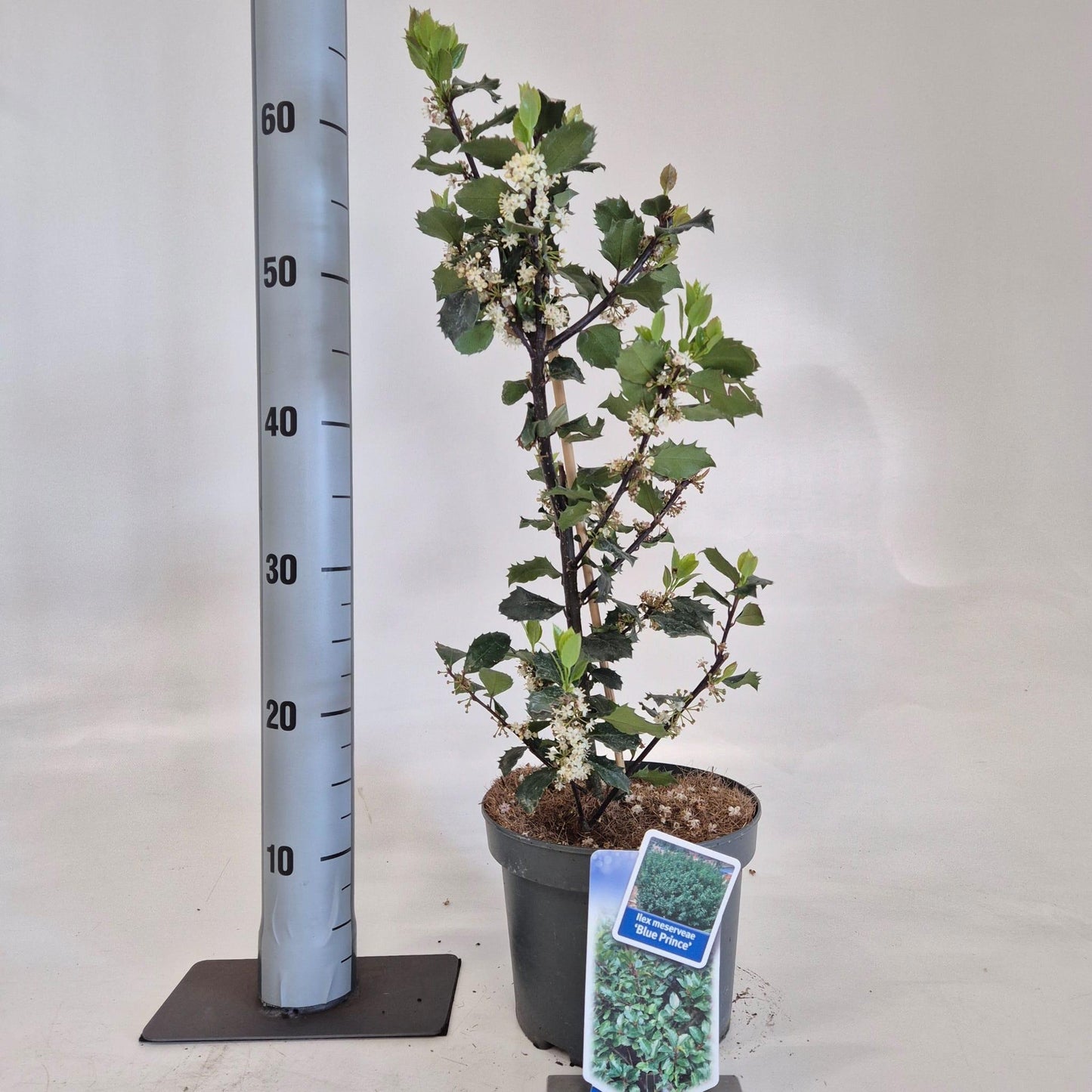Ilex mes. Blue Prince 60cm 19cm Pot