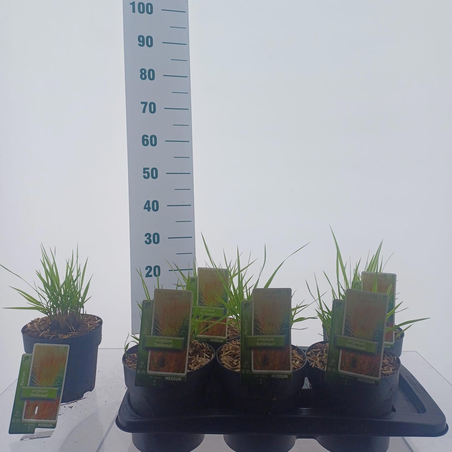 Panicum Rehbraun 30cm 17cm Pot