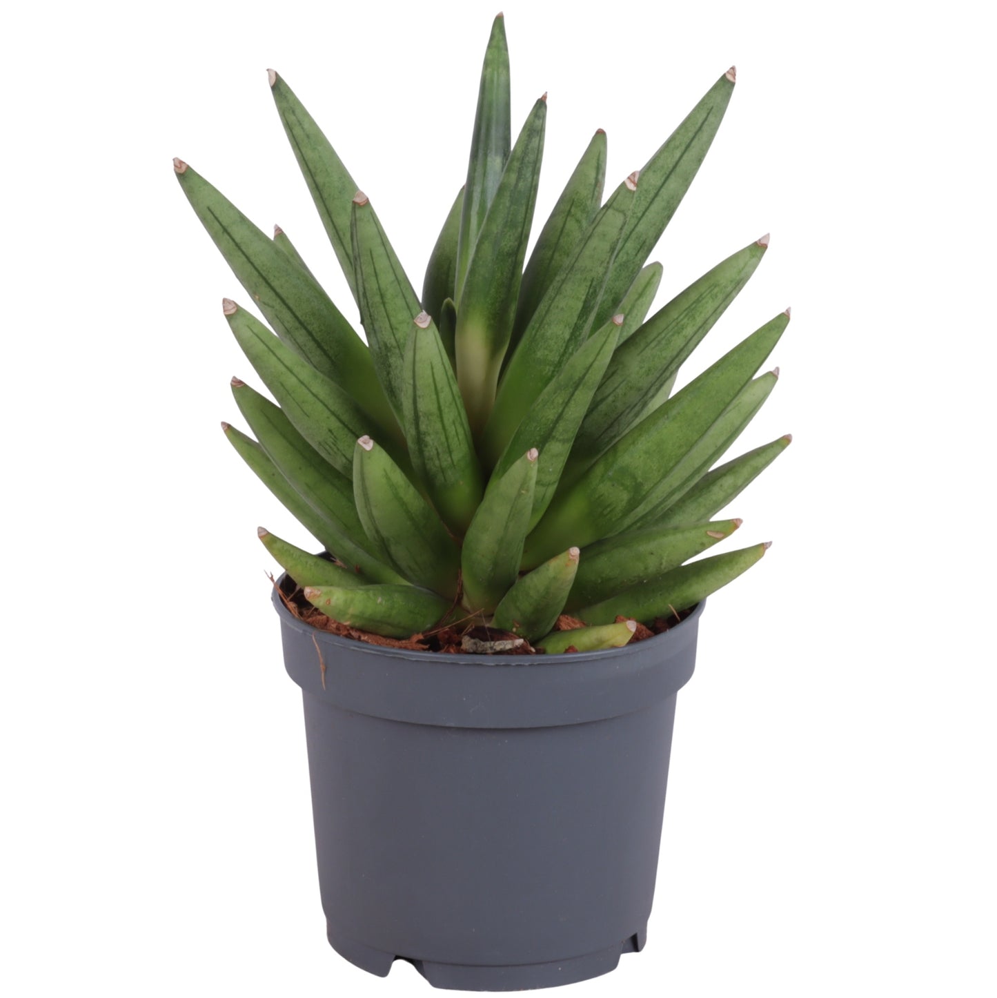 Sansevieria cylindrica 25cm 12cm Pot