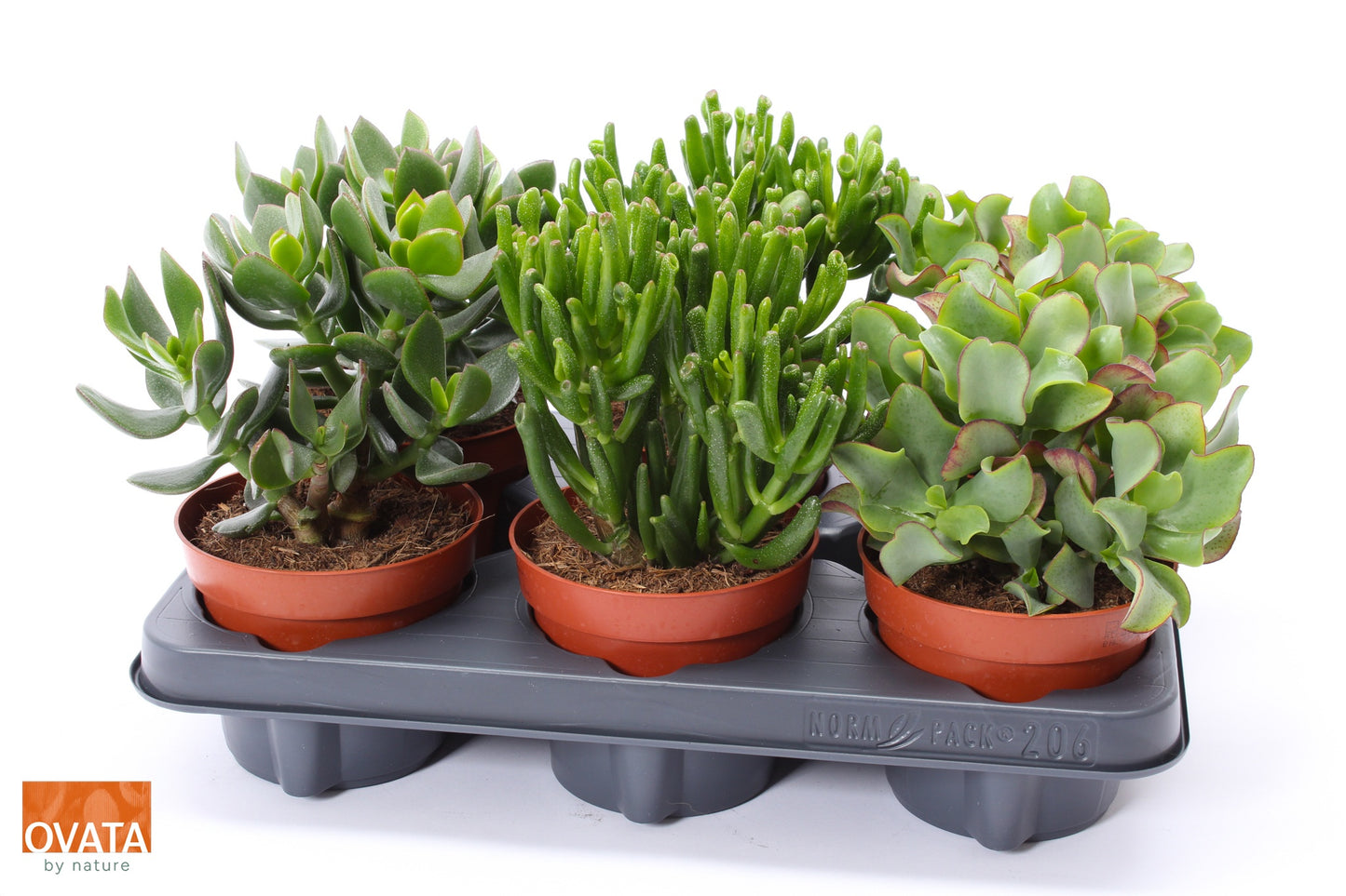 Crassula mix 15cm 12cm Pot