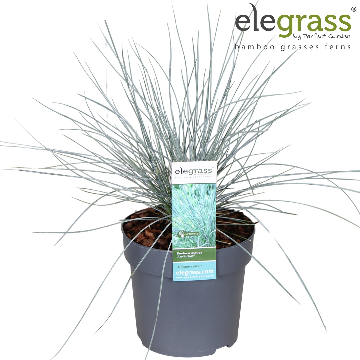 Festuca Elijah Blue 40cm 14cm Pot