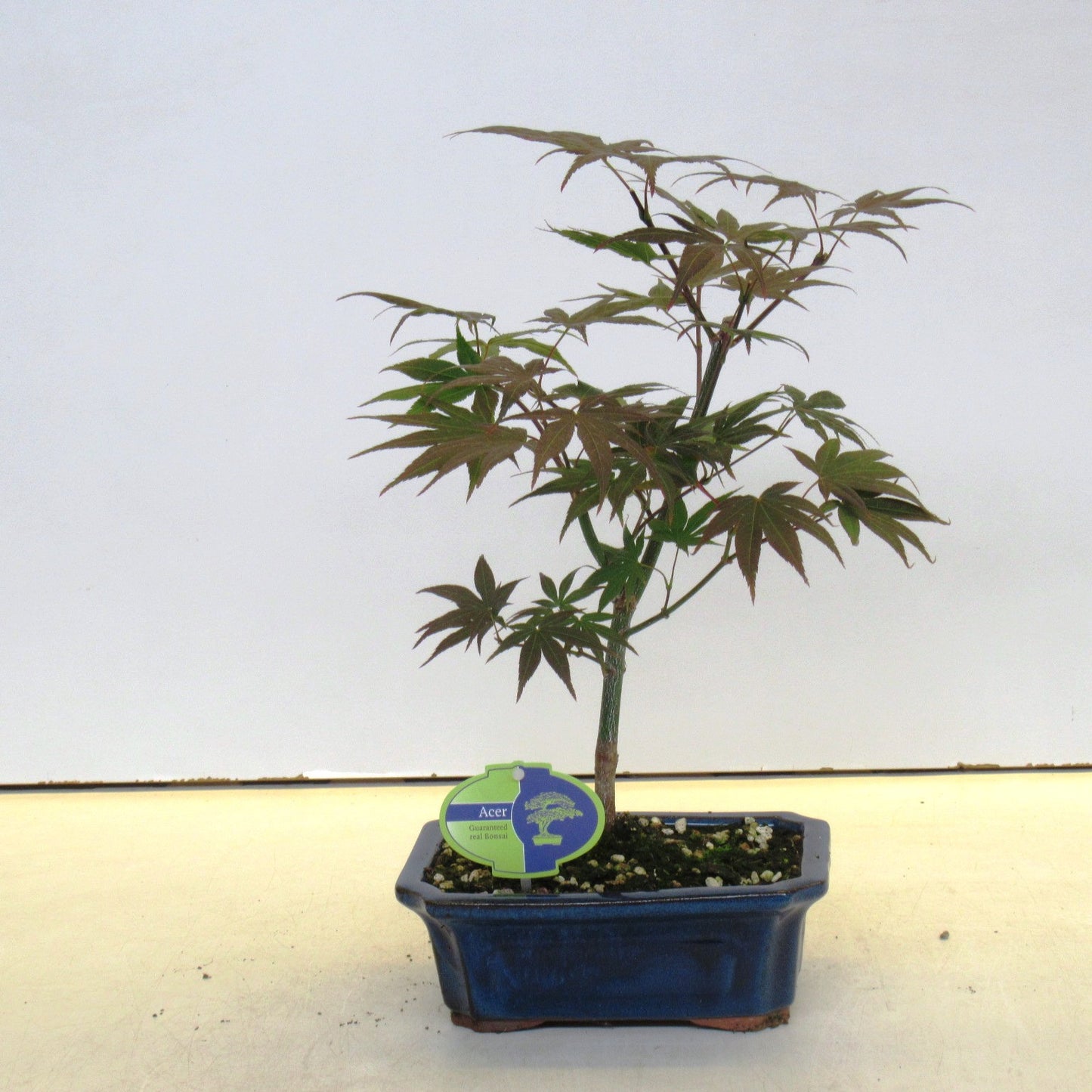 Acer Atropurpureum 30cm 19cm Pot