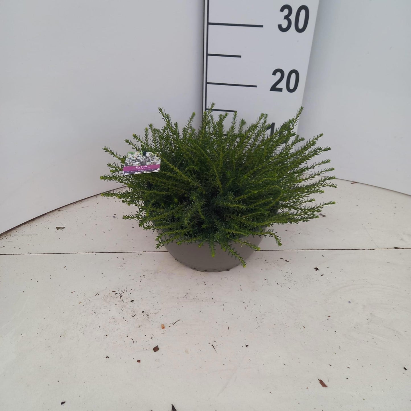 Erica White Perfection 15cm 23cm Pot