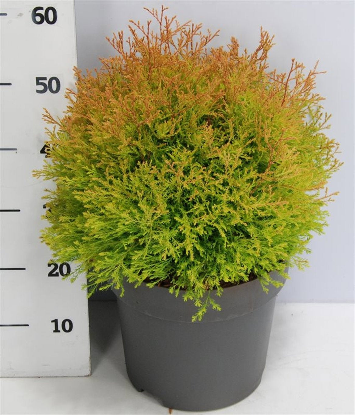 Thuja occidentalis 60cm 32cm Pot