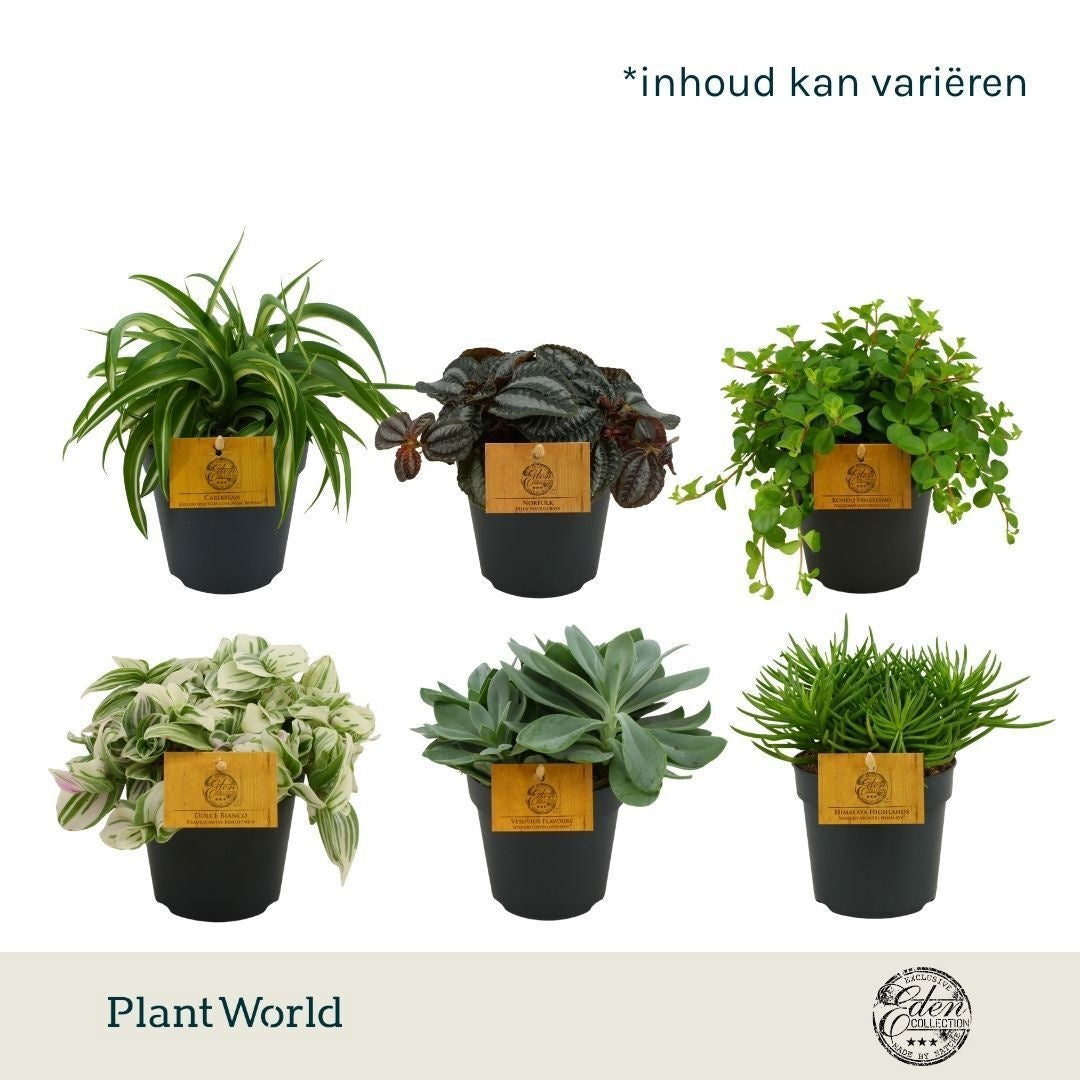Foliage houseplants mix 20cm 12cm Pot