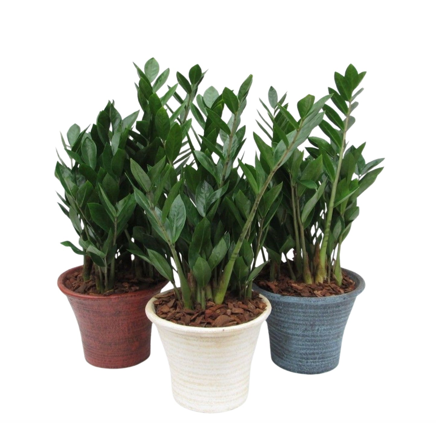 Zamioculcas zamiifolia 60cm 23cm Pot