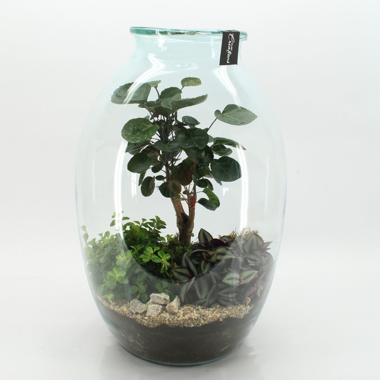 GRCR-2615 Green Essentials terrarium 55cm 36cm Pot