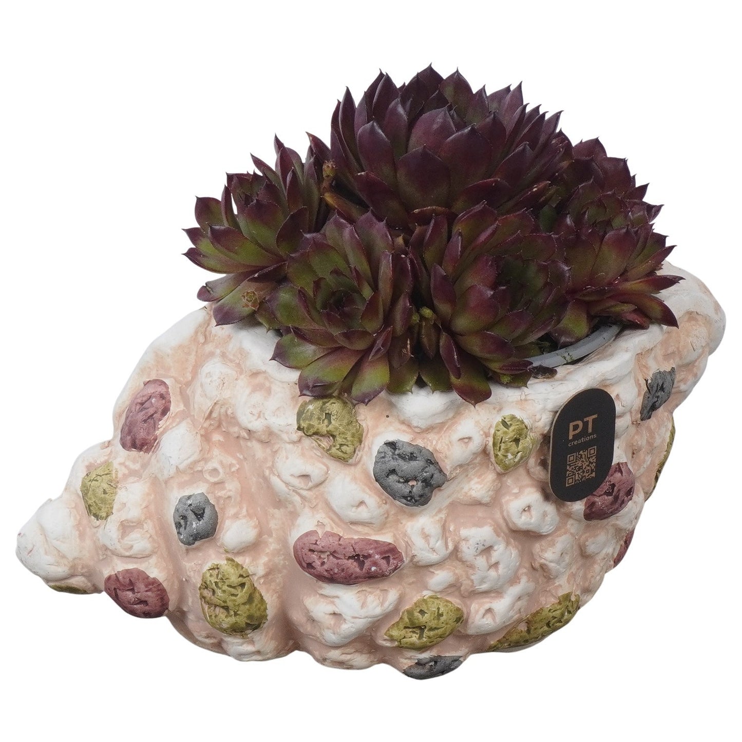 arr. Sempervivum 14cm 18cm Pot