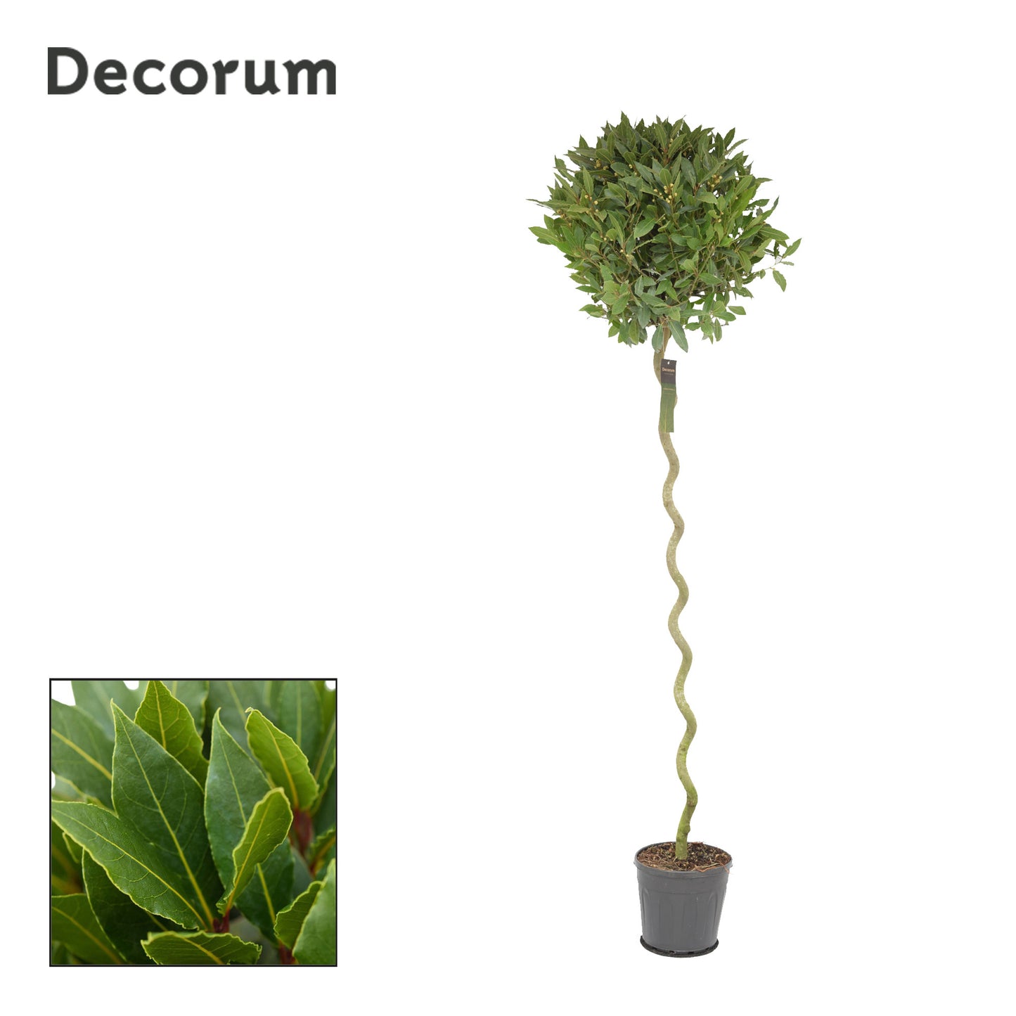 Laurus nobilis 200cm 25cm Pot