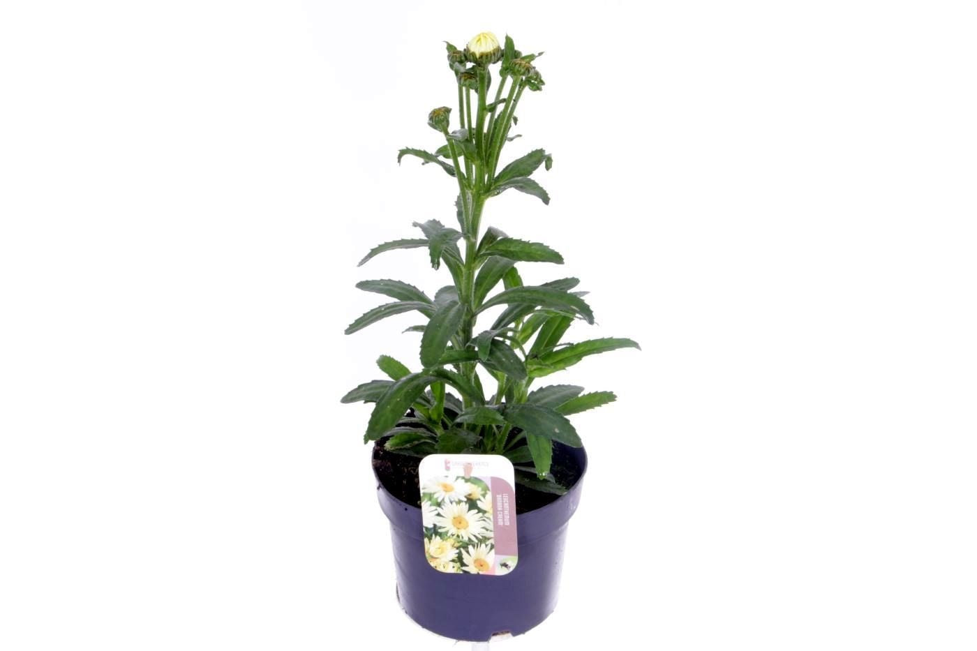 Leucanthemum Banana Cream 50cm 17cm Pot
