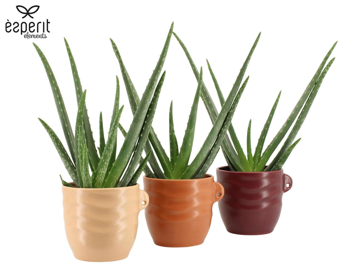Aloe vera 40cm 12cm Pot