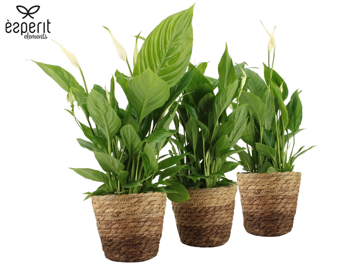 Spathiphyllum Torelli 45cm 12cm Pot