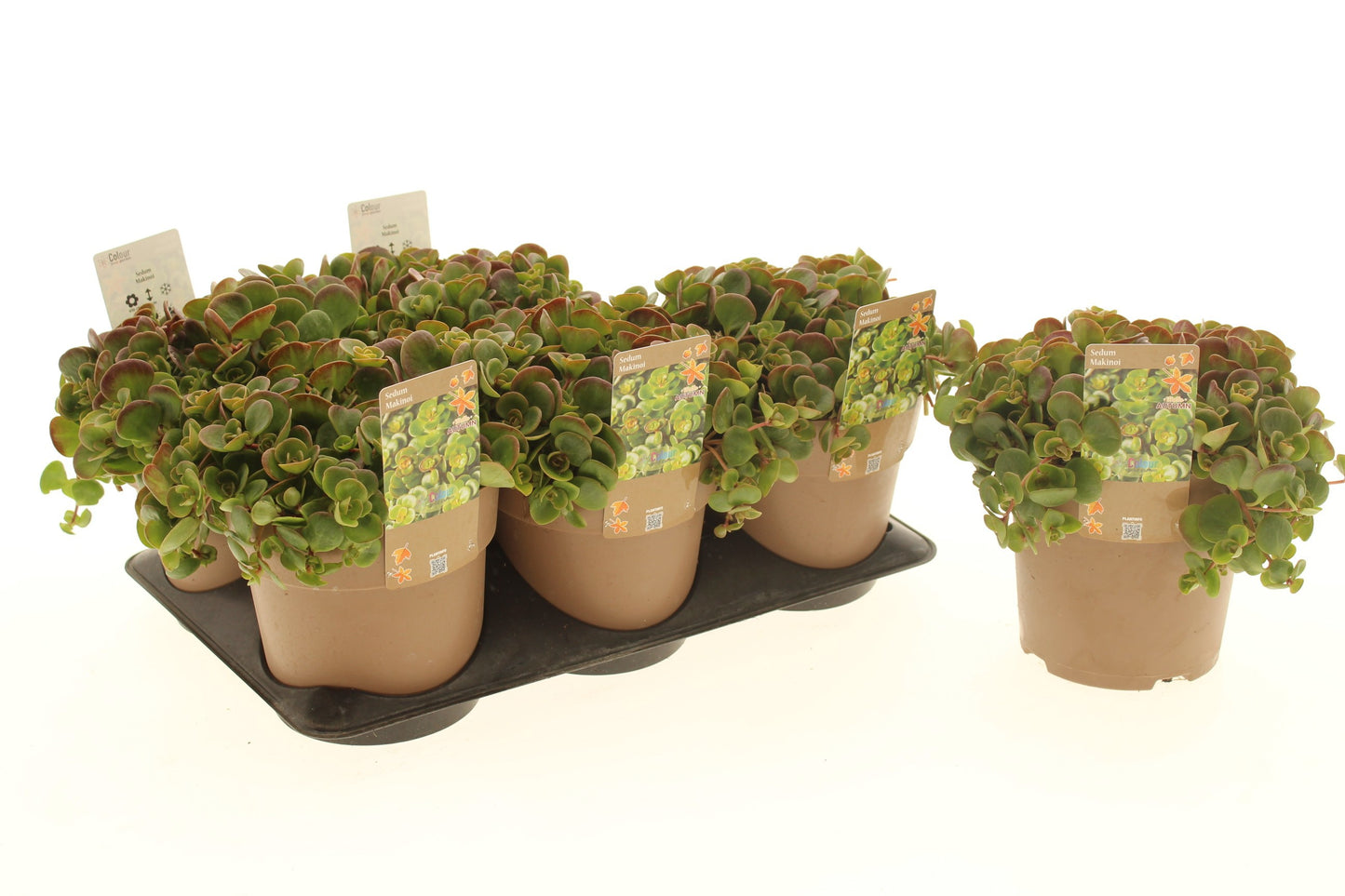 Sedum makinoi 30cm 15cm Pot