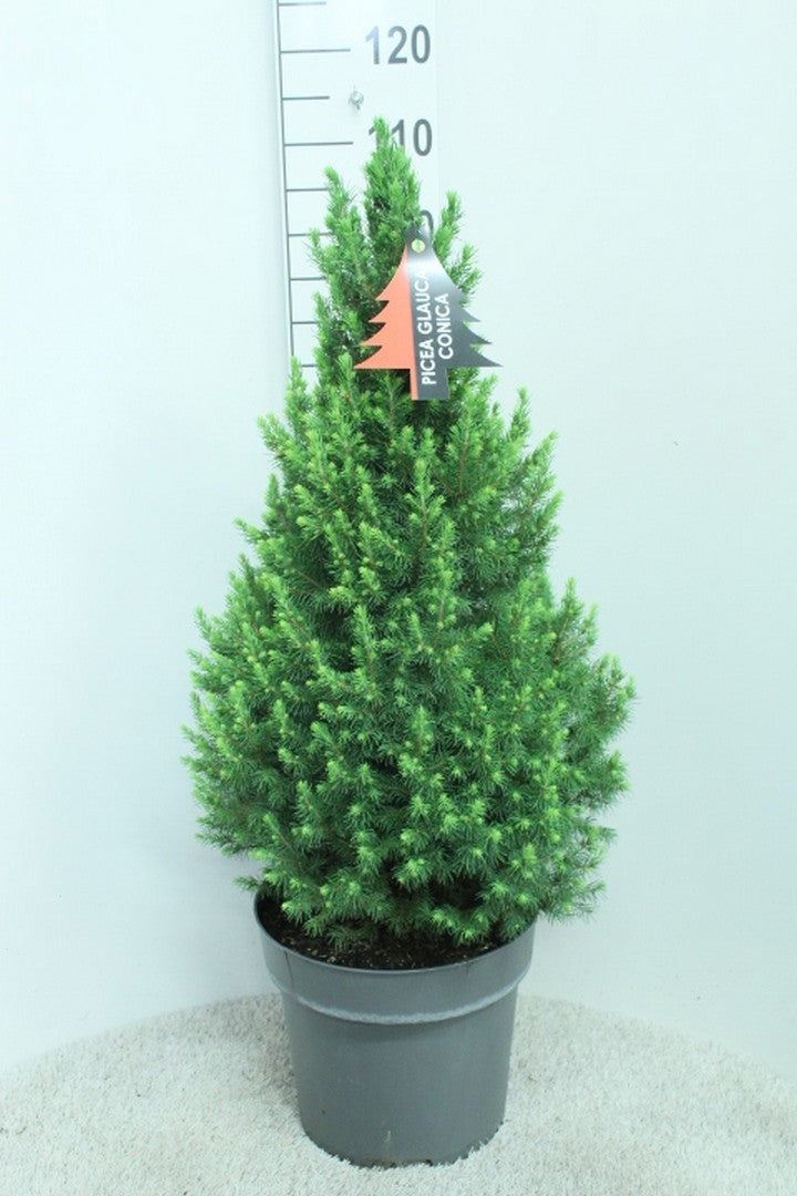 Picea glauca Conica 105cm 32cm Pot