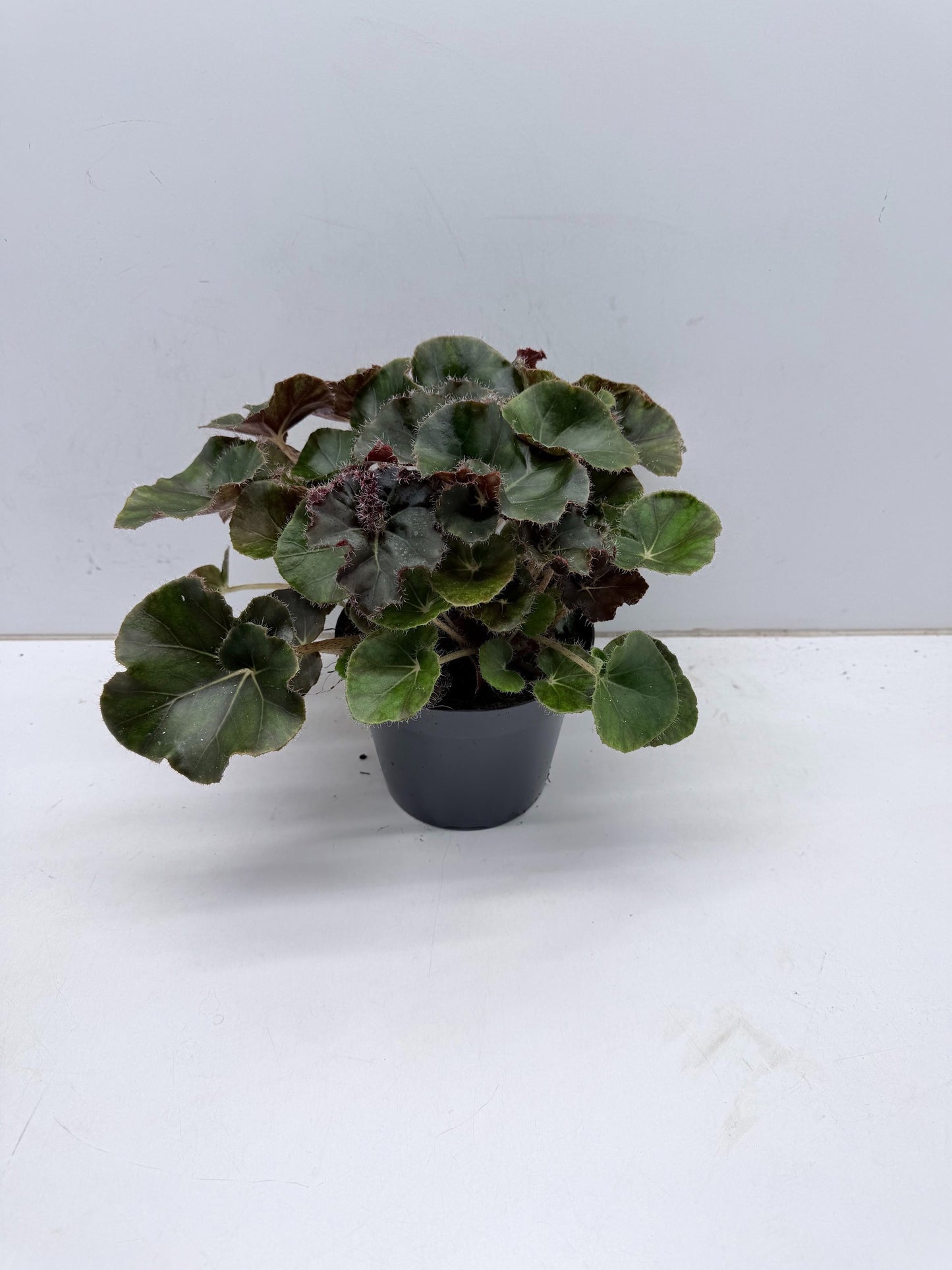 Berghoef Plants Begonia Black Jungle Pack of 6