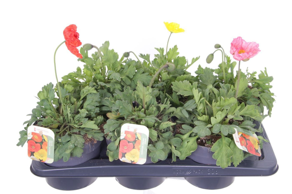 Papaver nud. Gartenzwerg 35cm 17cm Pot