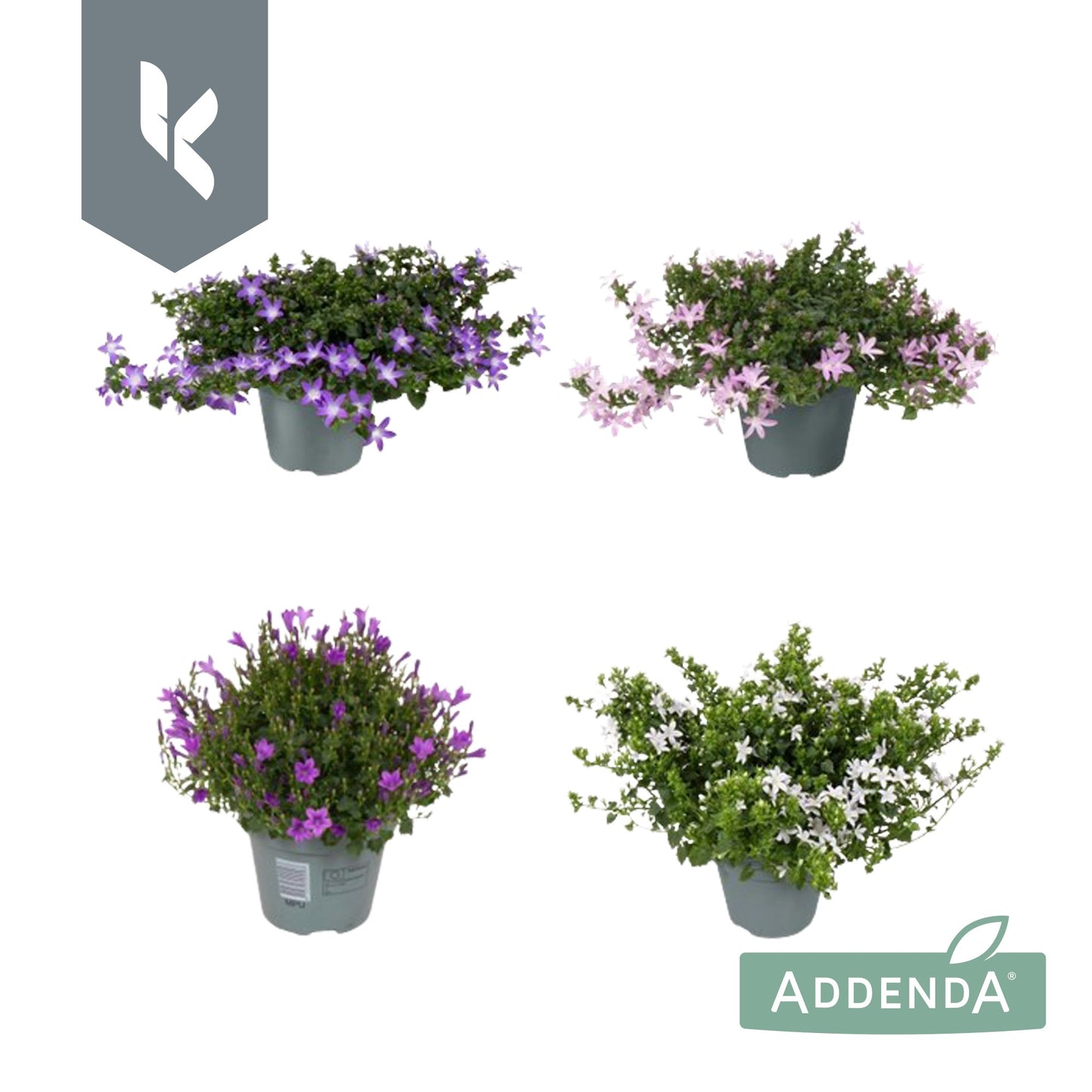 Campanula Addenda mix 25cm 15cm Pot