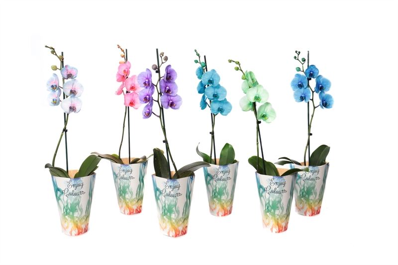 Phalaenopsis Hybrid 55cm 12cm Pot