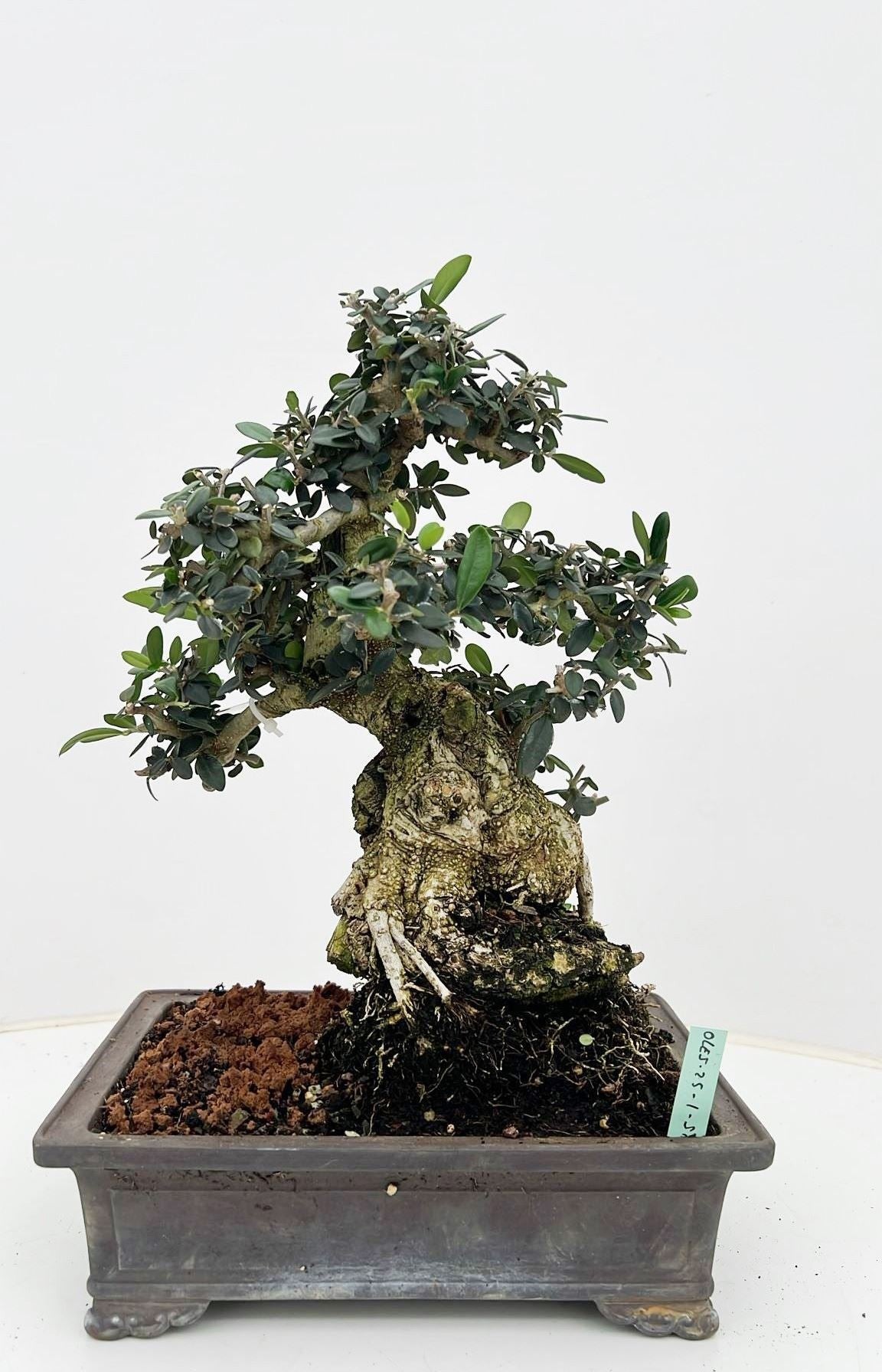 Olea europaea 40cm 25cm Pot