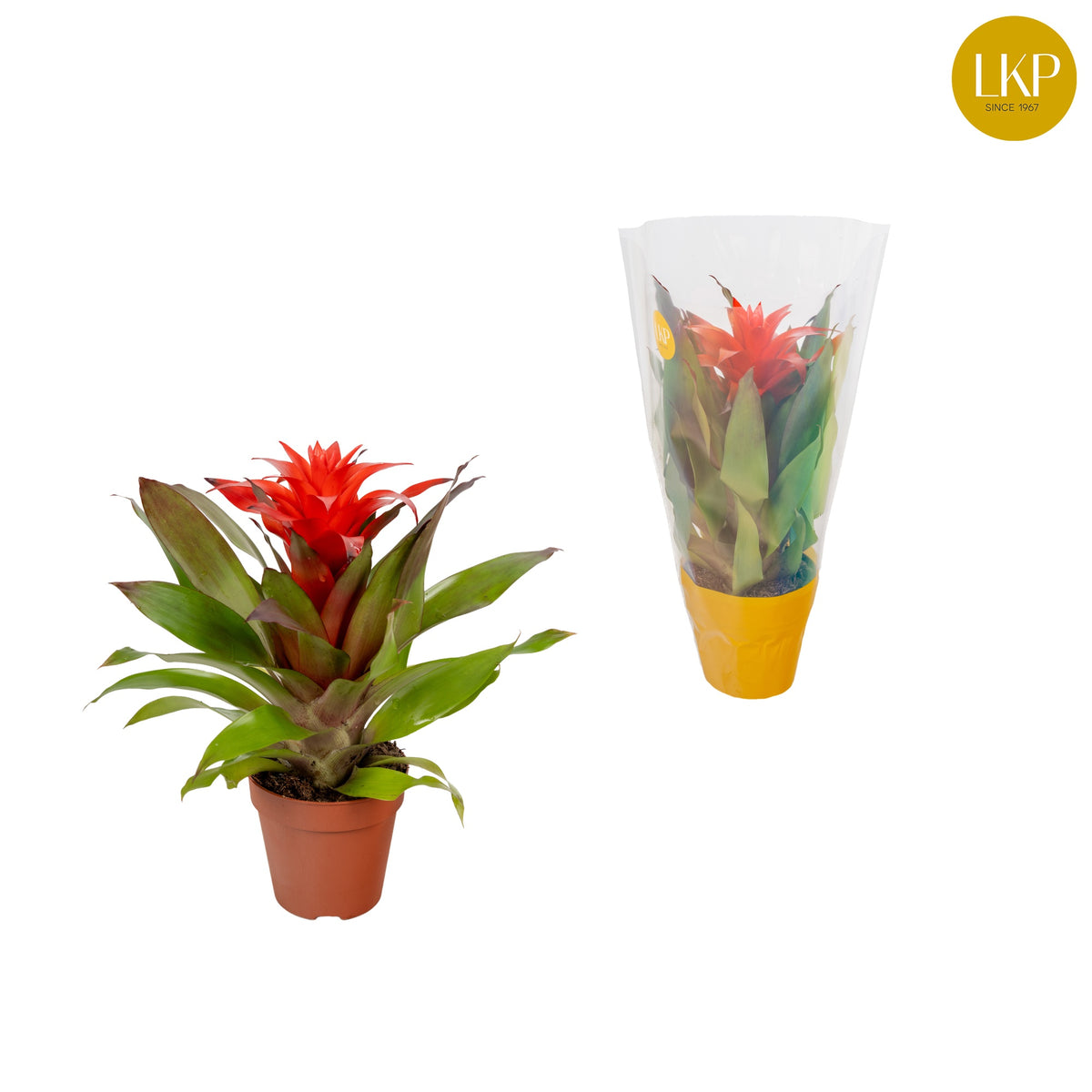Guzmania Lorena 30cm 10.5cm Pot