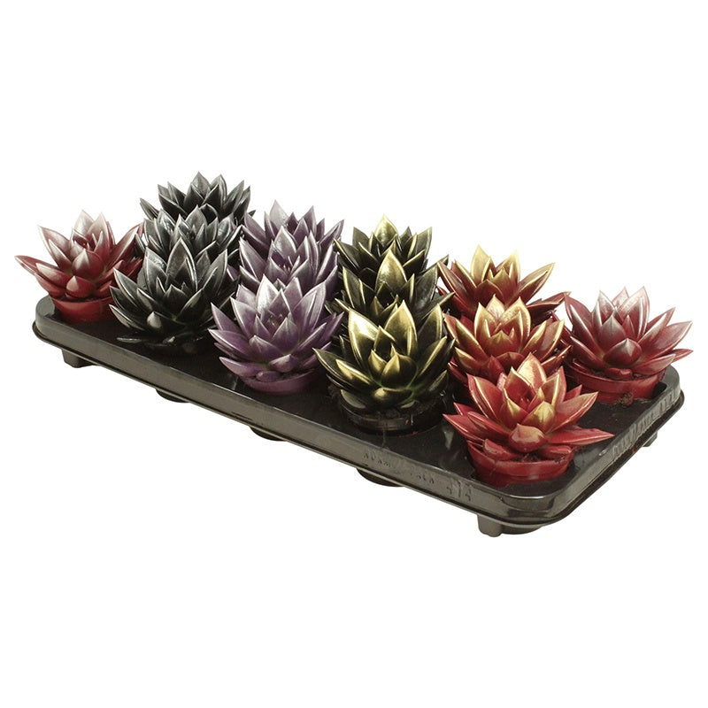 Echeveria colored bicolor mix 11cm Special Pot (508)