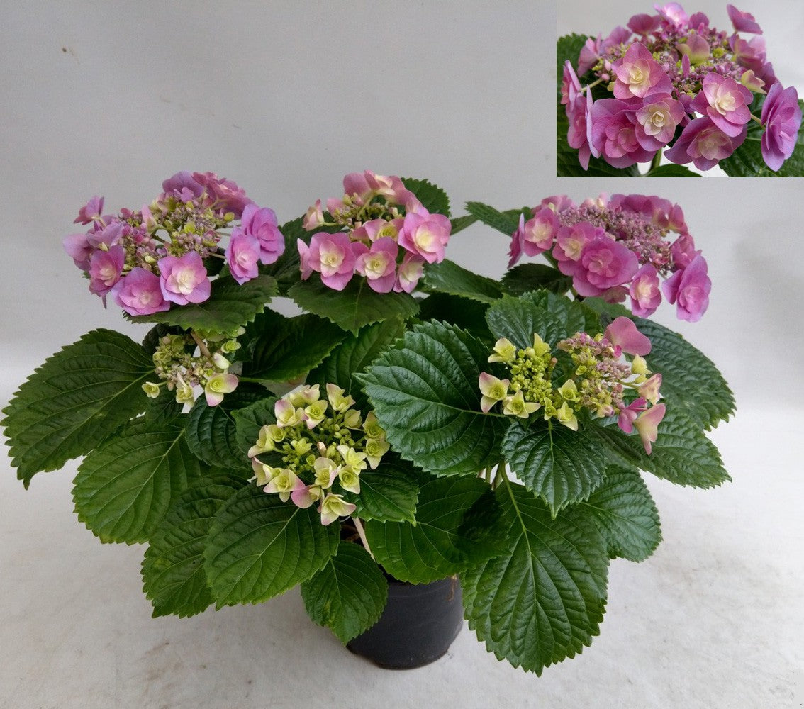 Hydrangea macr. Hovaria mix 35cm 14cm Pot