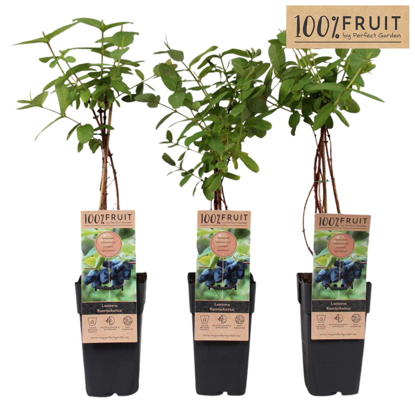 Lonicera Kamtschatica 65cm 15cm Pot