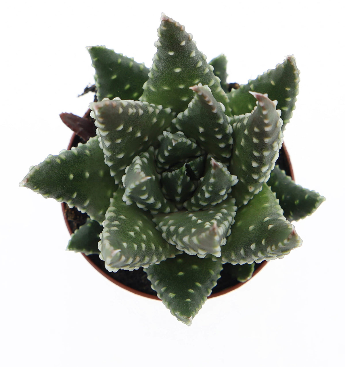 Haworthia fasciata 8cm 5.5cm Pot
