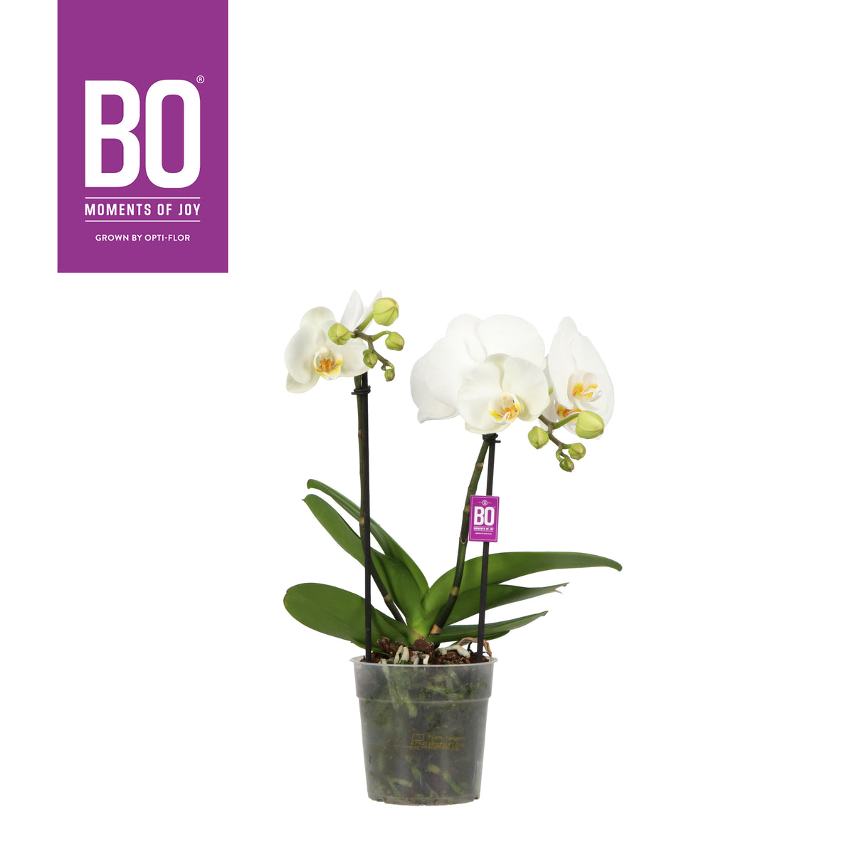 Phalaenopsis white 40cm 12cm Pot