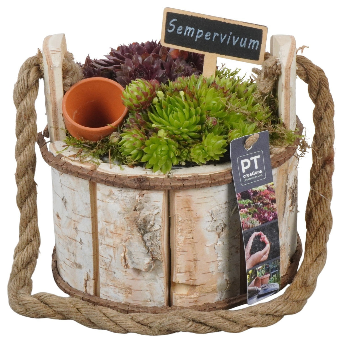 arr. Sempervivum 18cm 18cm Pot