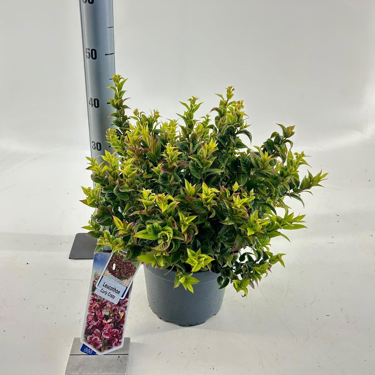 Leucothoe axillaris 45cm 23cm Pot