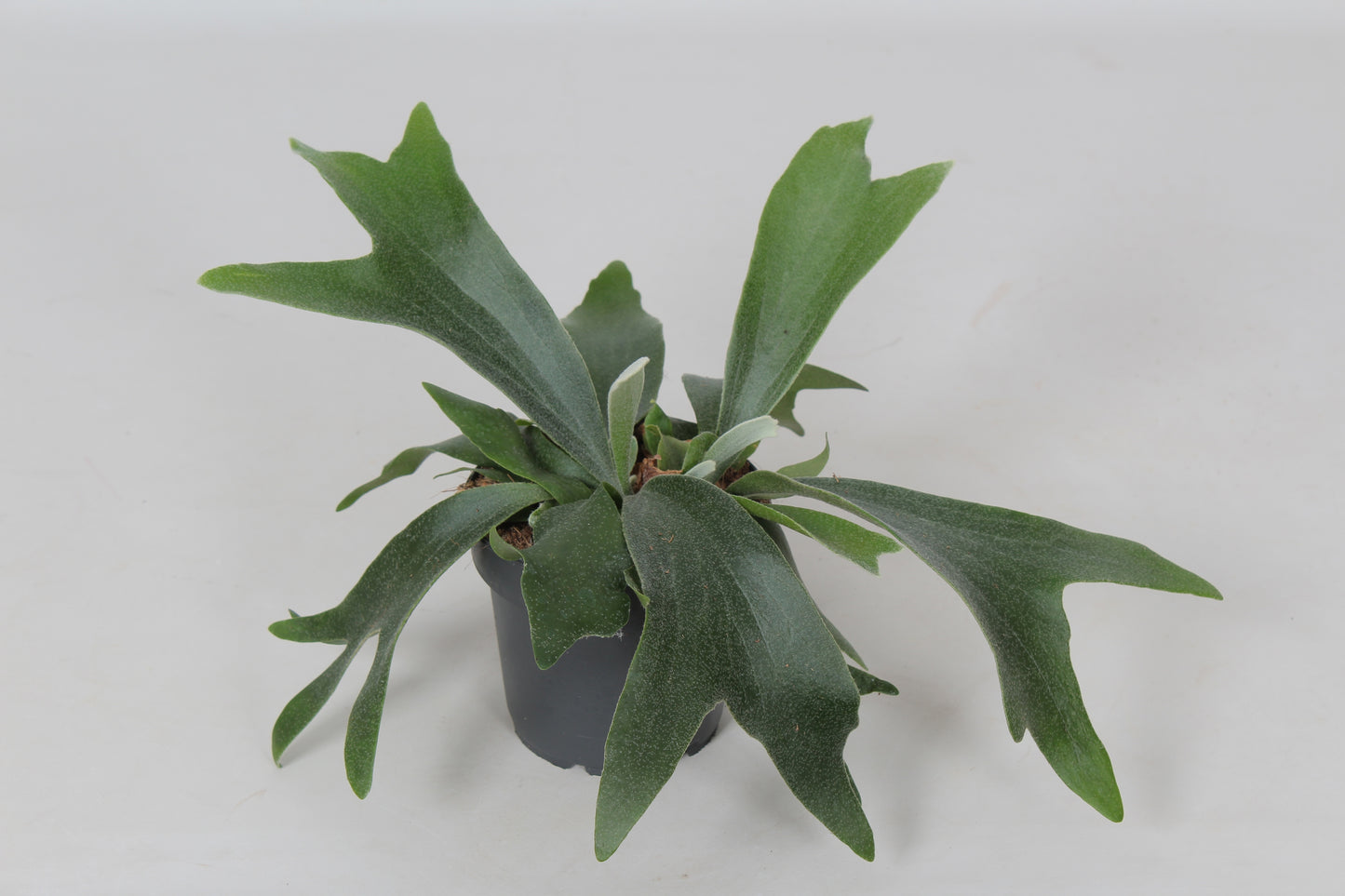 Platycerium bifurcatum 25cm 12cm Pot