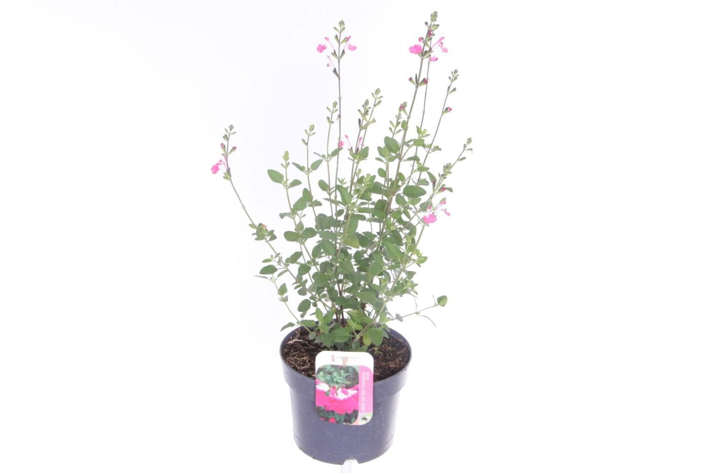 Noordpoel BV, Kw. de Salvia mic. Pink Lips Pack of 6