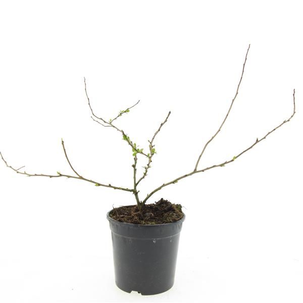Chaenomeles japonica Sargentii 10cm 14cm Pot