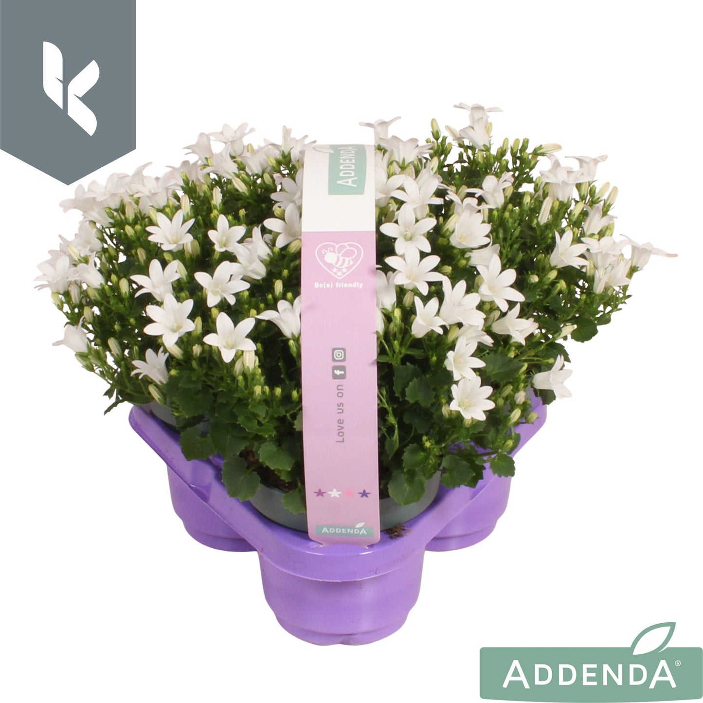 Campanula Ambella Intense white 22cm 510cm Pot