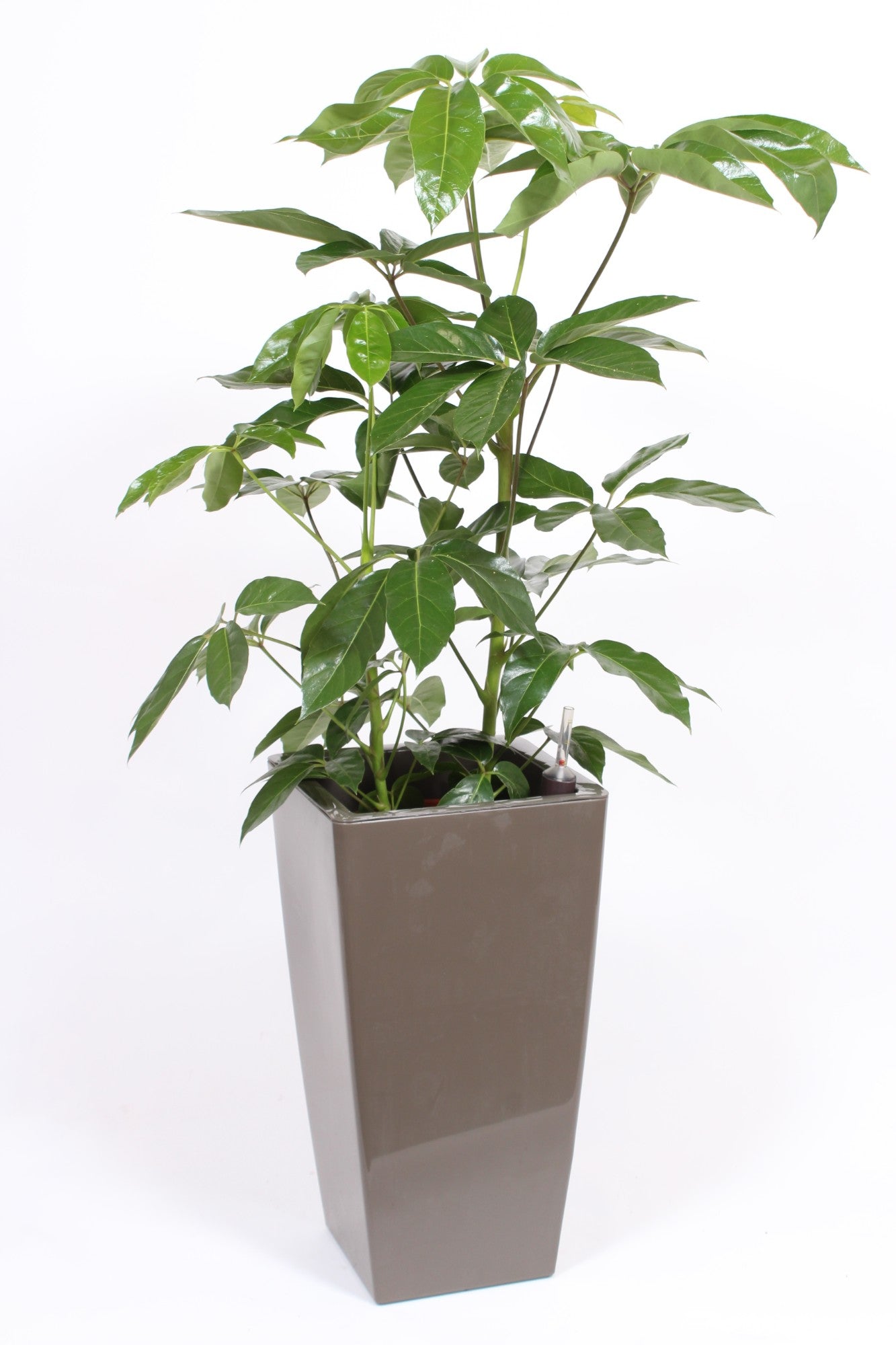Schefflera Amate 120cm 33cm Pot