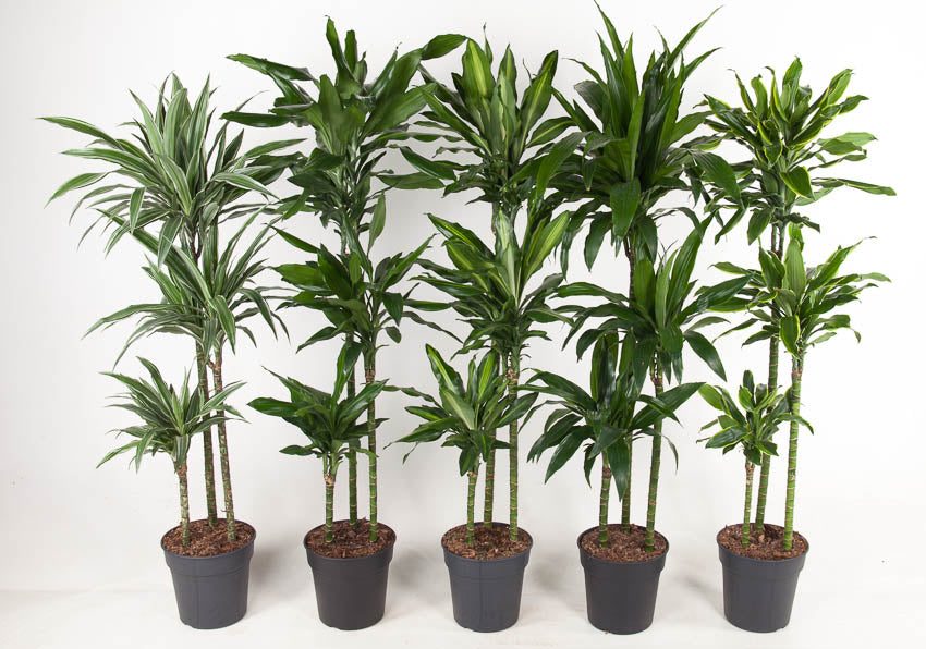 Dracaena mix 150cm 24cm Pot
