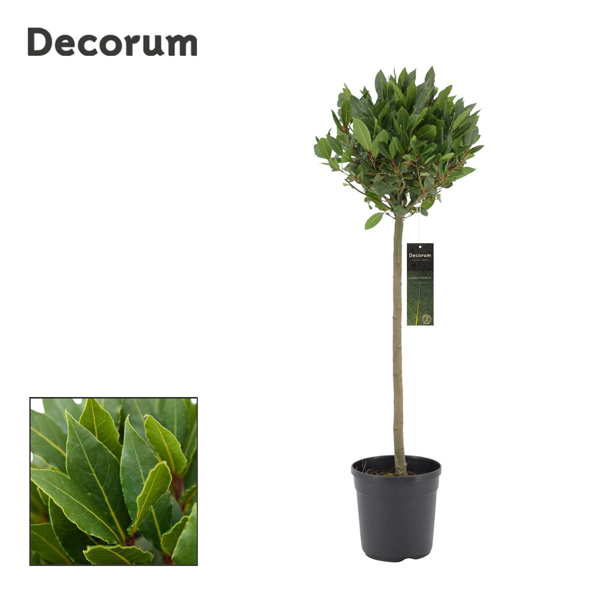 Laurus nobilis 90cm 20cm Pot