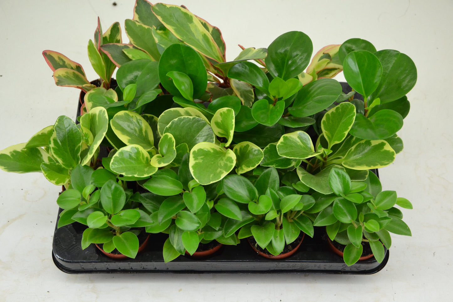 Schoenmakers Verkoop BV Peperomia mix Pack of 16