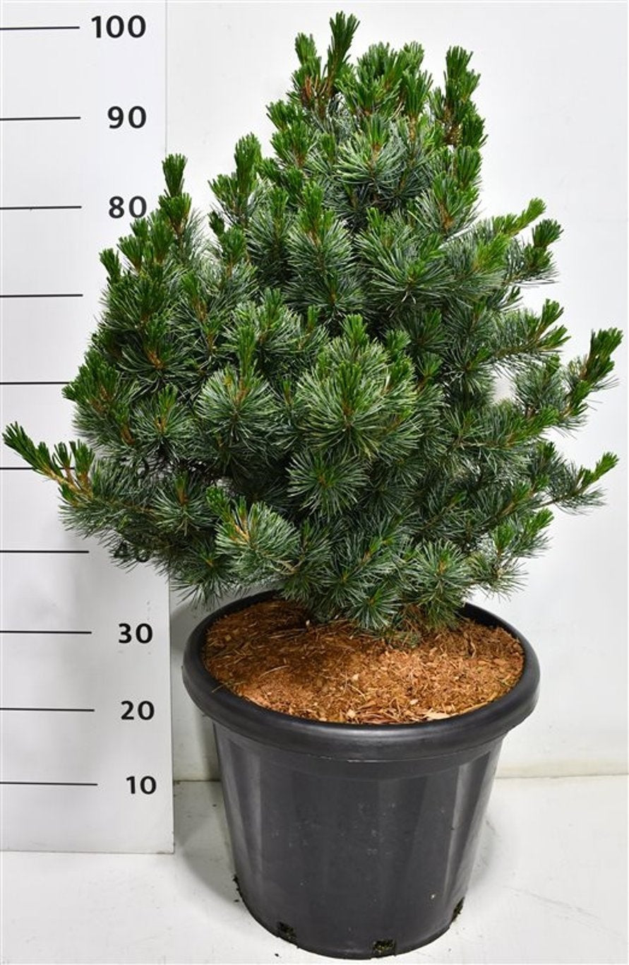 Pinus par. Negishi 100cm 38cm Pot