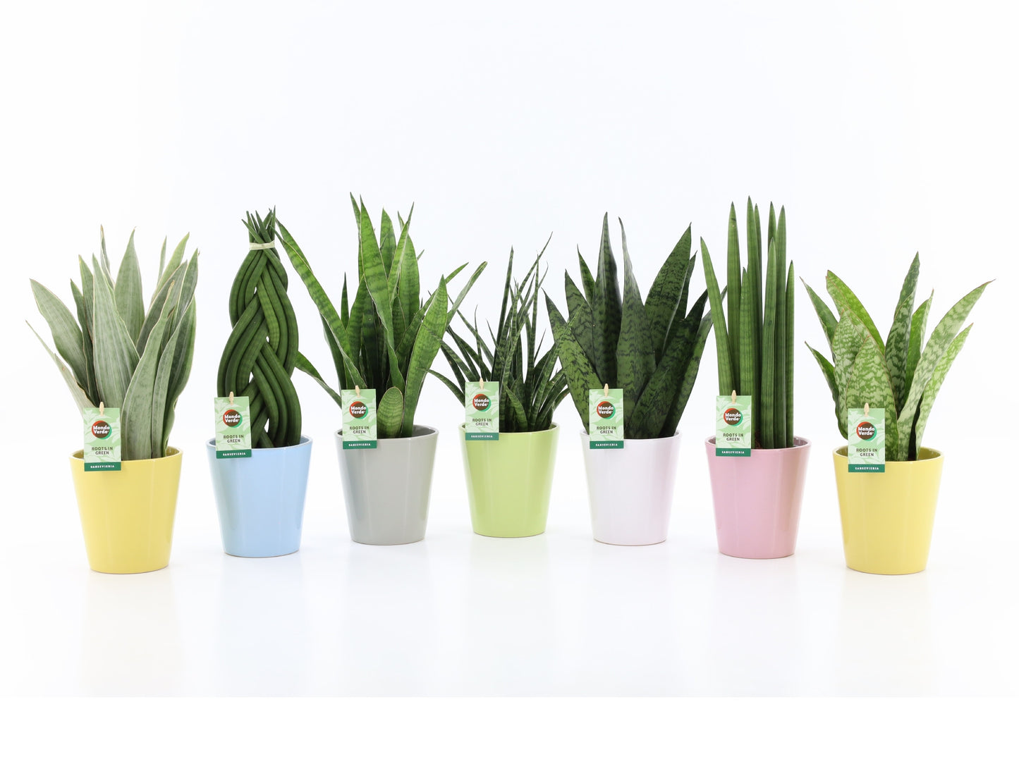 Foliage houseplants mix 35cm 13cm Pot