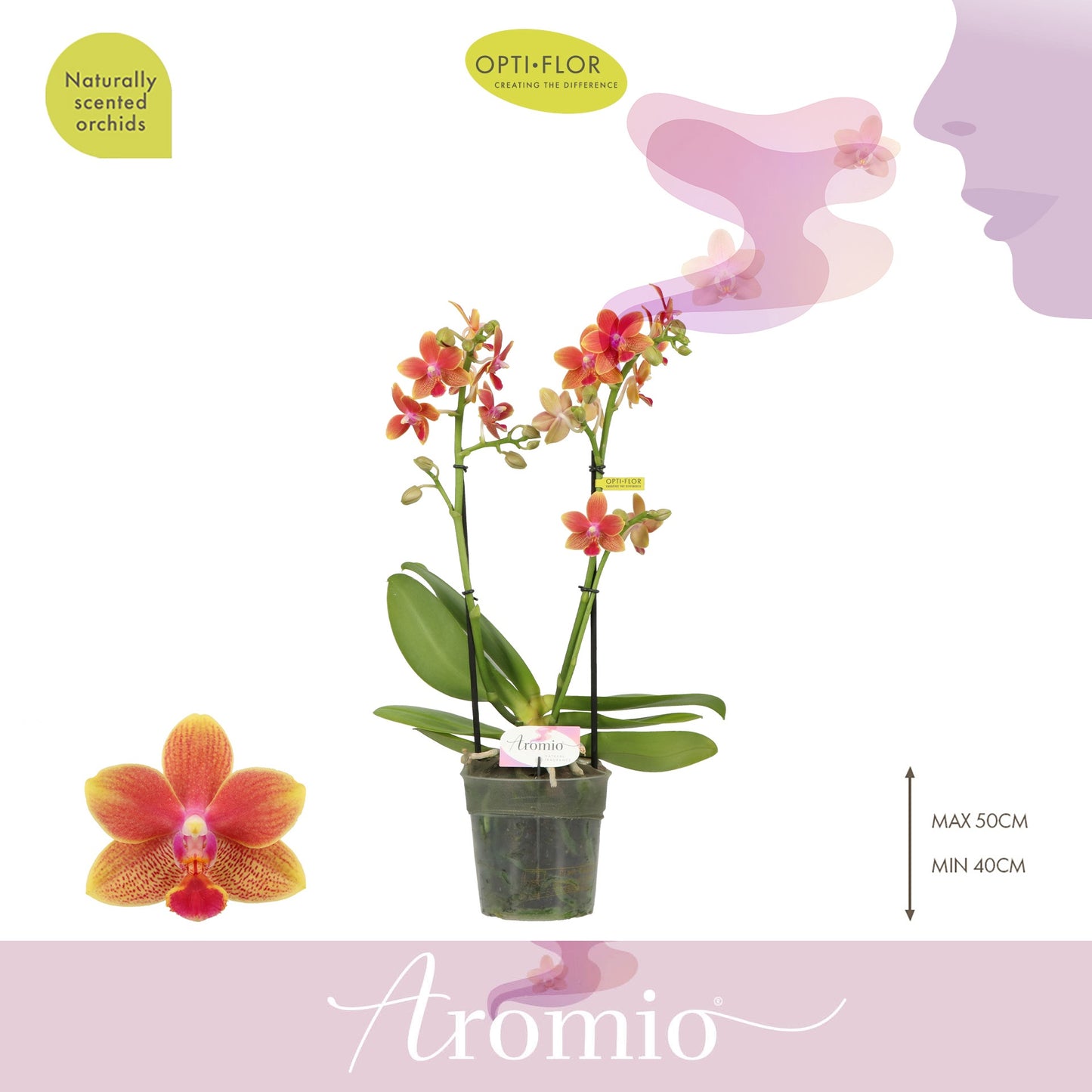 Phalaenopsis mf. Tropical 35cm 12cm Pot