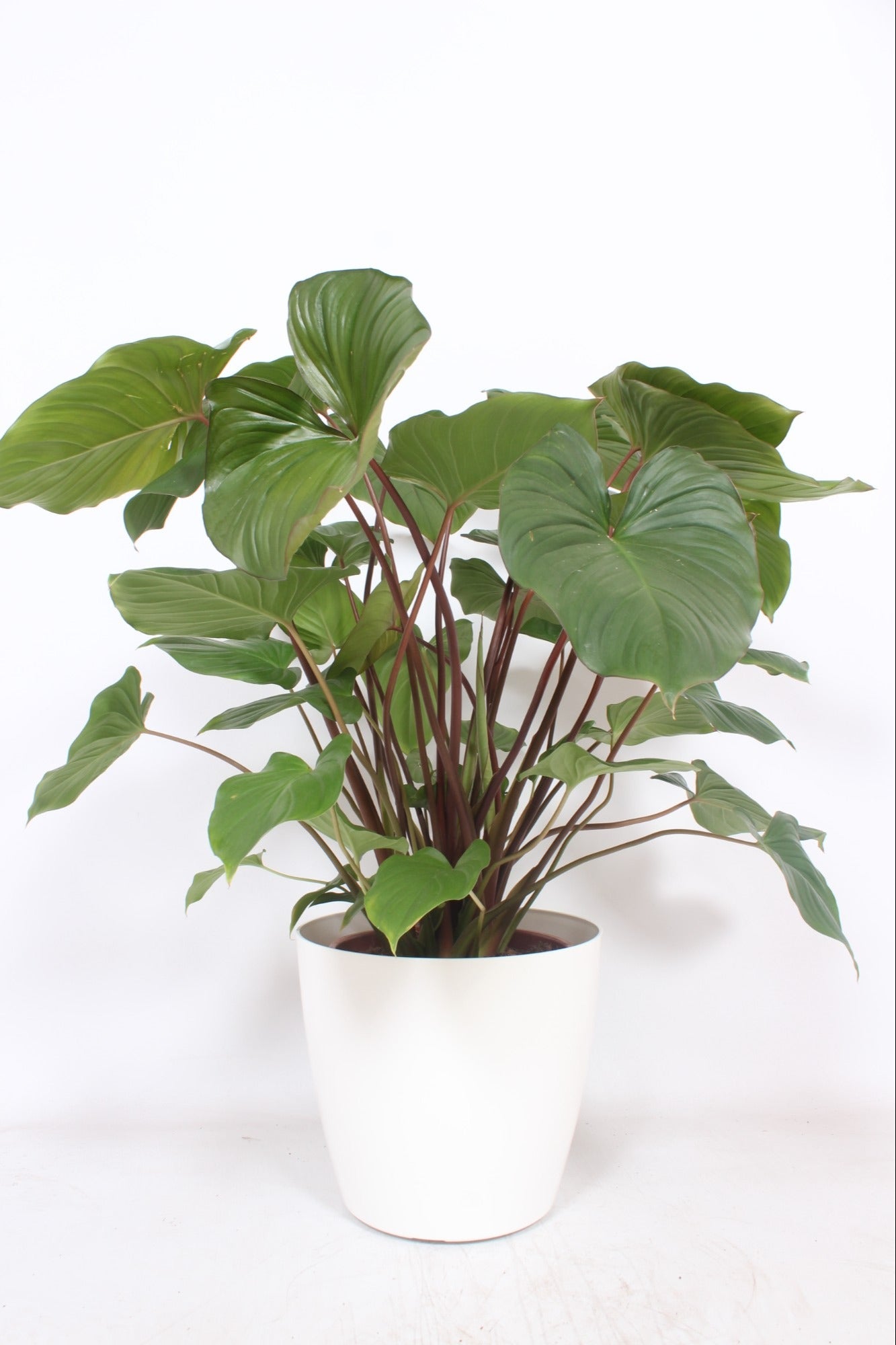 Homalomena Maggy 90cm 30cm Pot