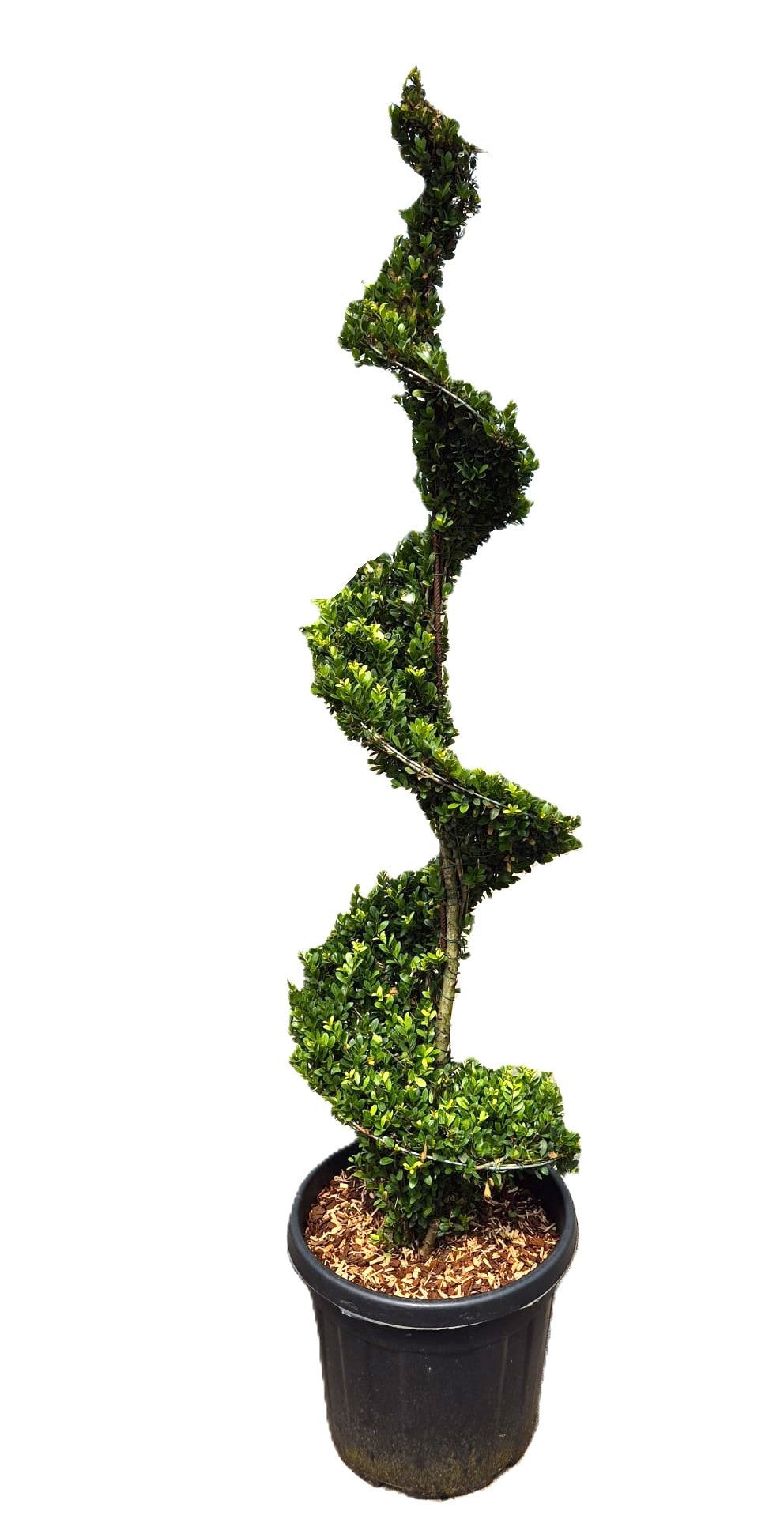 Ilex crenata Dark Green 180cm 45cm Pot