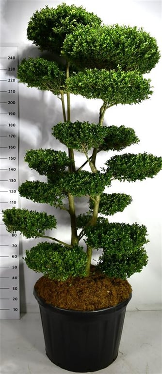 Ilex cren. Ellipta Convex 250cm 80cm Pot
